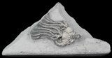 Cool Platycrinites Brevinodus Crinoid - Indiana #29390-1